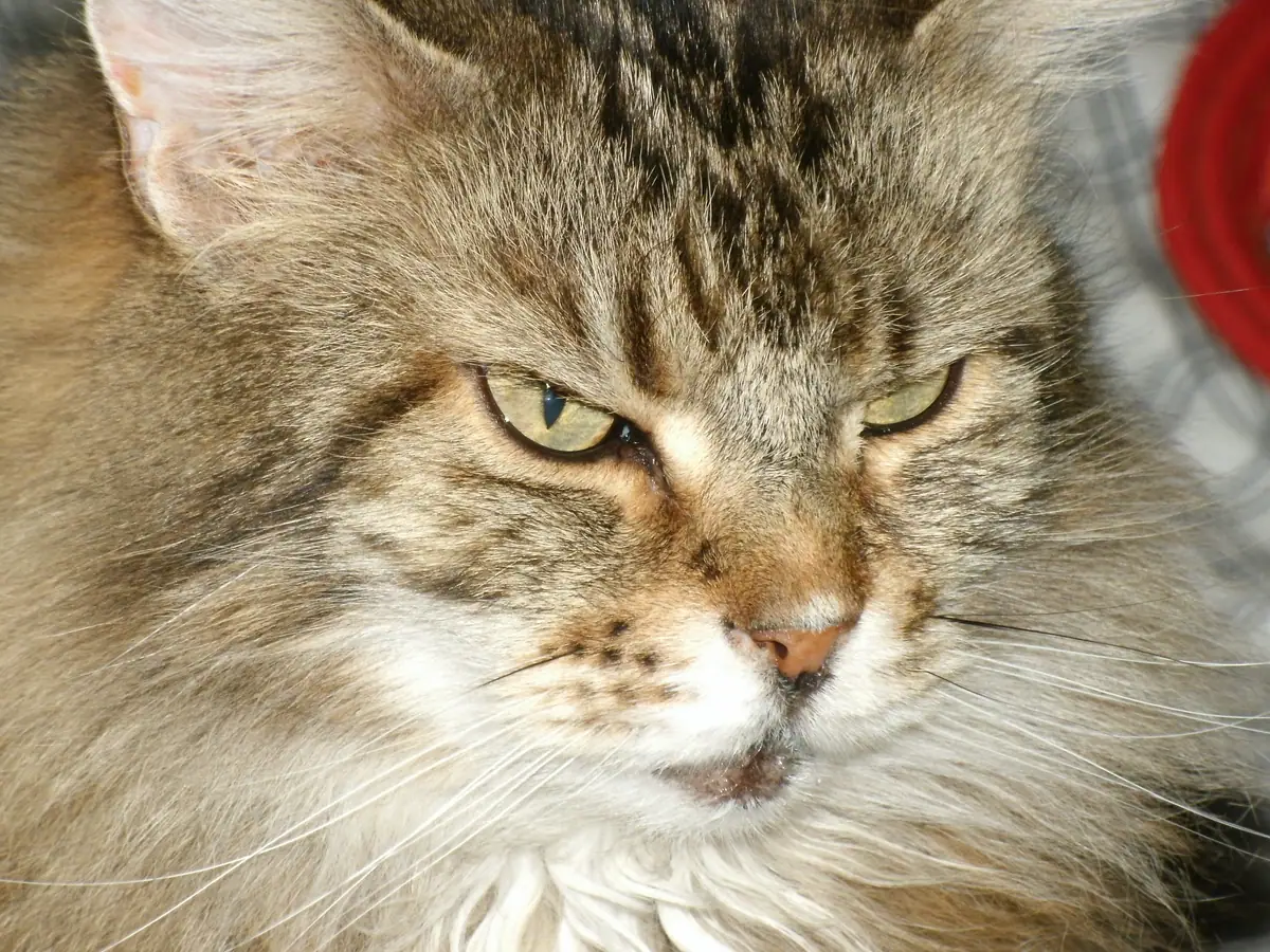 Close-up of a long-haired tabby cat with yellow-green eyes and prominent white whiskers.
