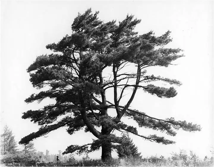 Black-and-white photograph of a windswept pine tree with branches extending across the sky.