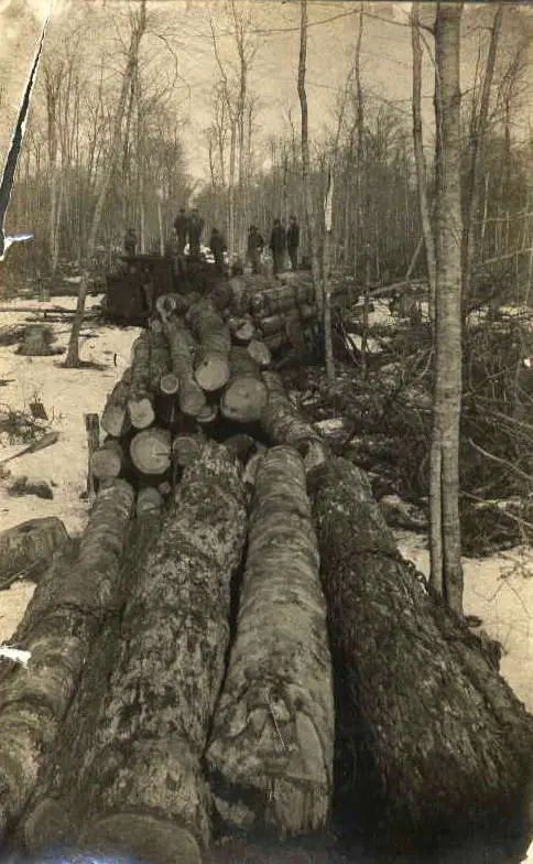 A large stack of logs extends through a leafless forest, with several people standing on or beside it.