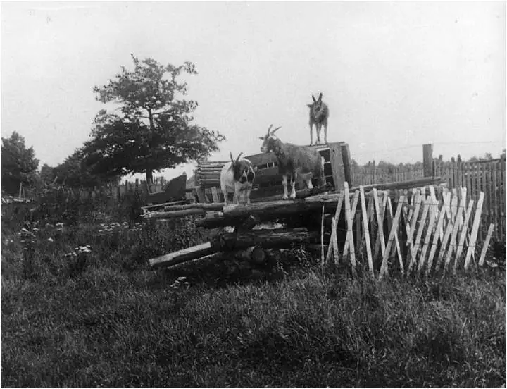 Three goats stand on a rustic wooden structure beside a leaning wooden fence in a grassy area.