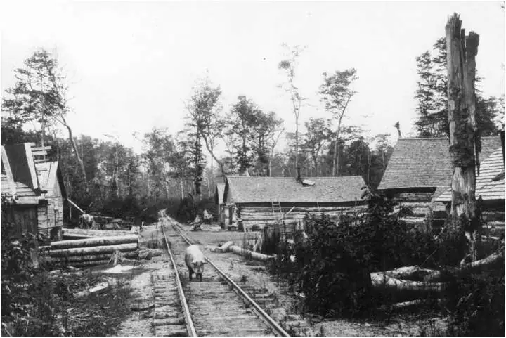A cow stands on narrow-gauge railway tracks amid a wooded logging camp with log buildings and timber piles.