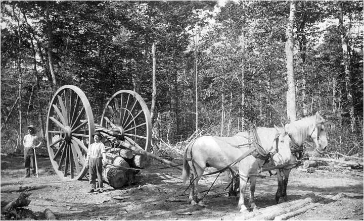 Two horses pull a log wagon through a wooded worksite while two people stand nearby.