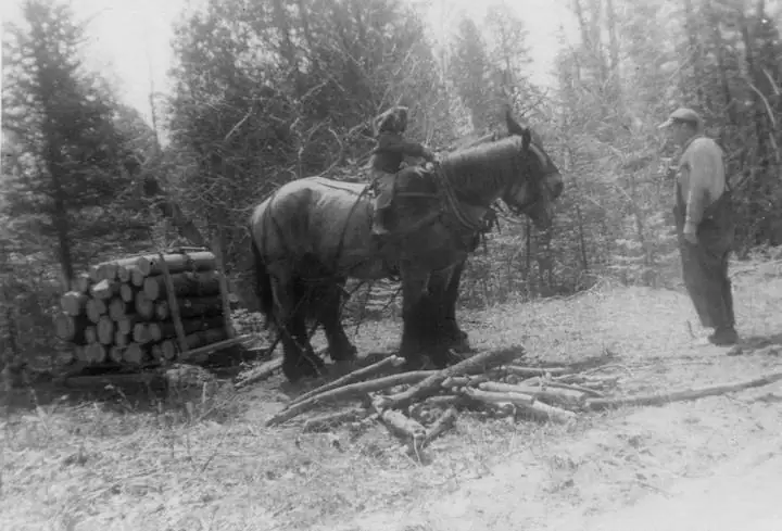 A mounted rider and a standing man beside a horse-drawn load of logs in a wooded clearing.
