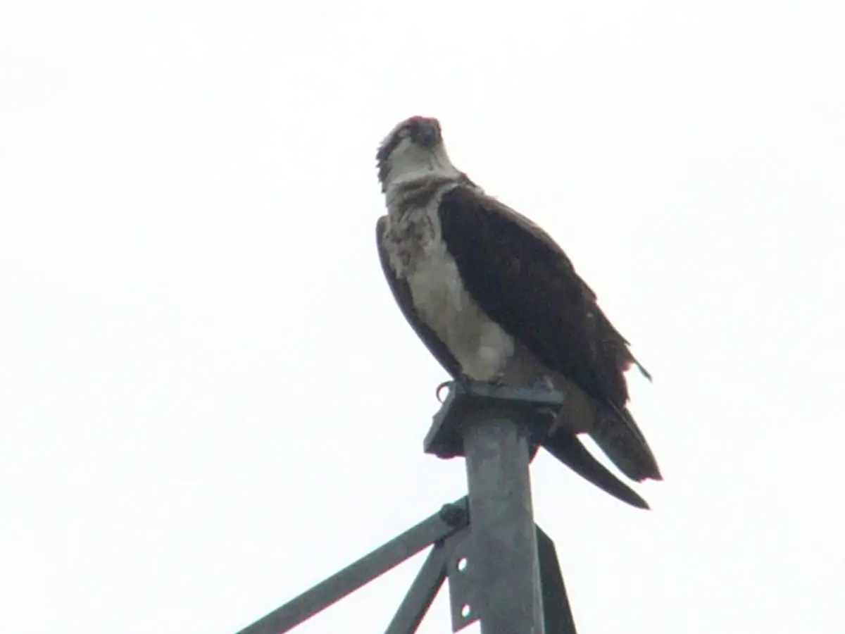 A large bird of prey perches on the top of a metal tower against a bright, nearly featureless sky.