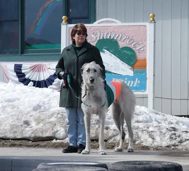 A woman stands with a large costumed dog beside a Shamrock Drink sign in the snow.