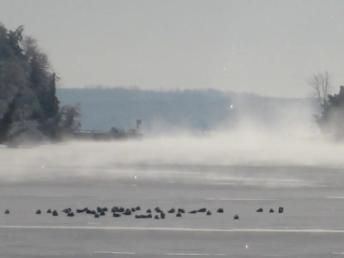Waterfowl gather on frozen water in mist, with a wooded shoreline fading into the background.