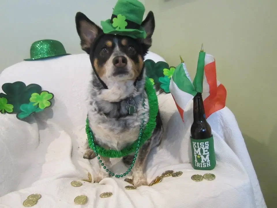 A dog in green holiday decorations sits among shamrocks, flags, coins, and a bottle labeled “KISS ME I’M IRISH.”