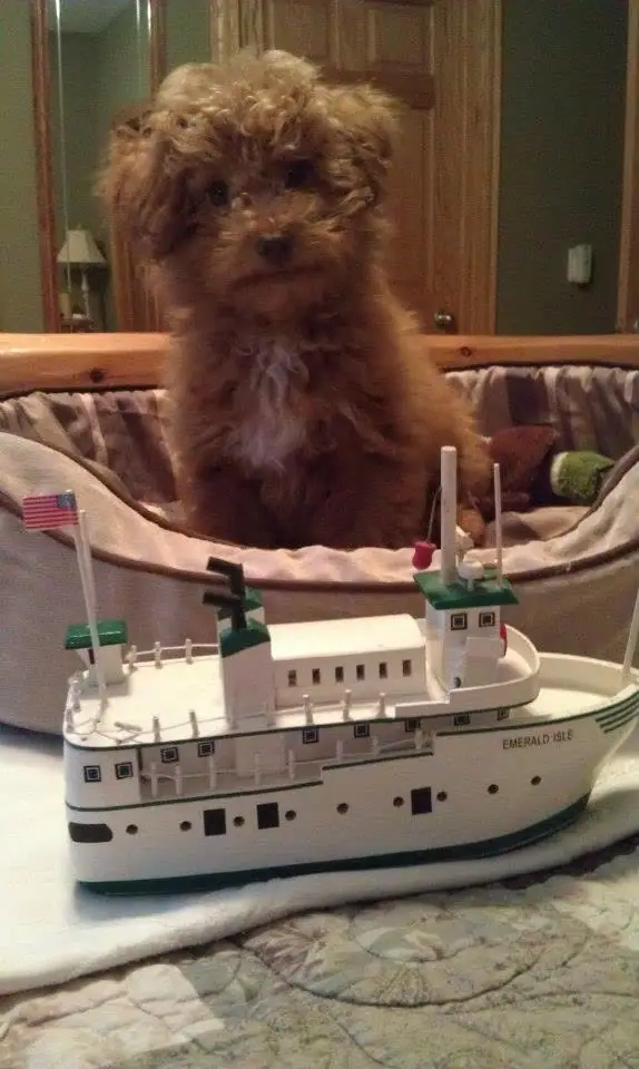 A small brown dog sits behind a detailed toy ferry displayed on a cushioned boat-shaped bed.