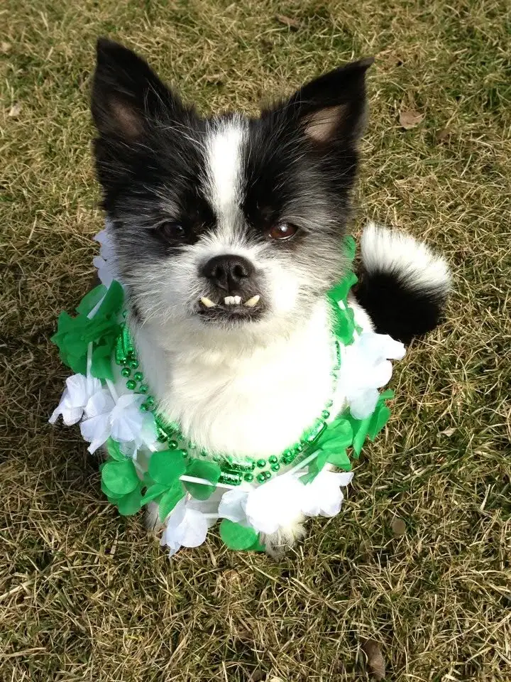 A black-and-white dog wearing a green-and-white floral lei sits on a grassy lawn.