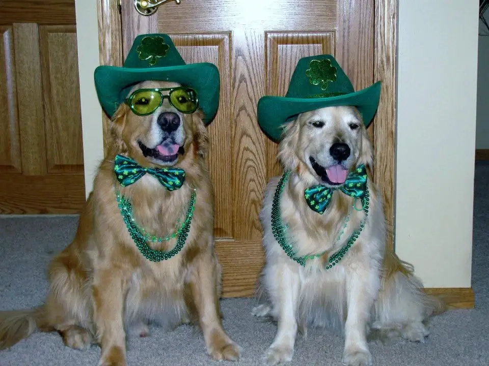 Two golden-colored dogs sit indoors wearing green hats, bow ties, necklaces, and shamrock decorations.