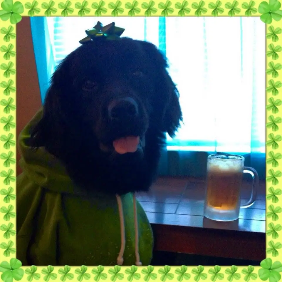 A black dog in a green hoodie and bow sits beside a glass mug of an iced drink.