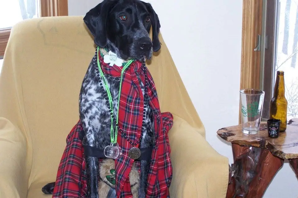 A black-and-white dog sits on a yellow armchair wearing a red plaid garment, green lanyards, and medals.