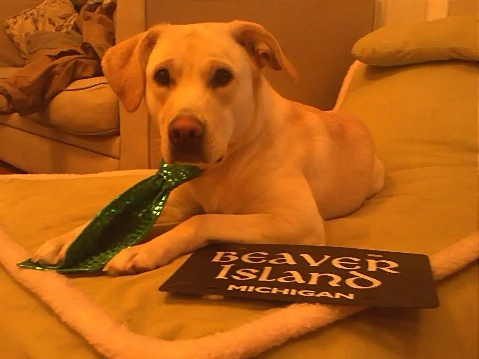 A light-colored dog lies on a bed holding a green necktie beside a wooden sign.