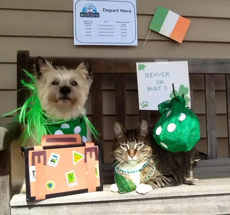 A costumed dog and cat sit beside a suitcase and festive signs on a wooden bench.