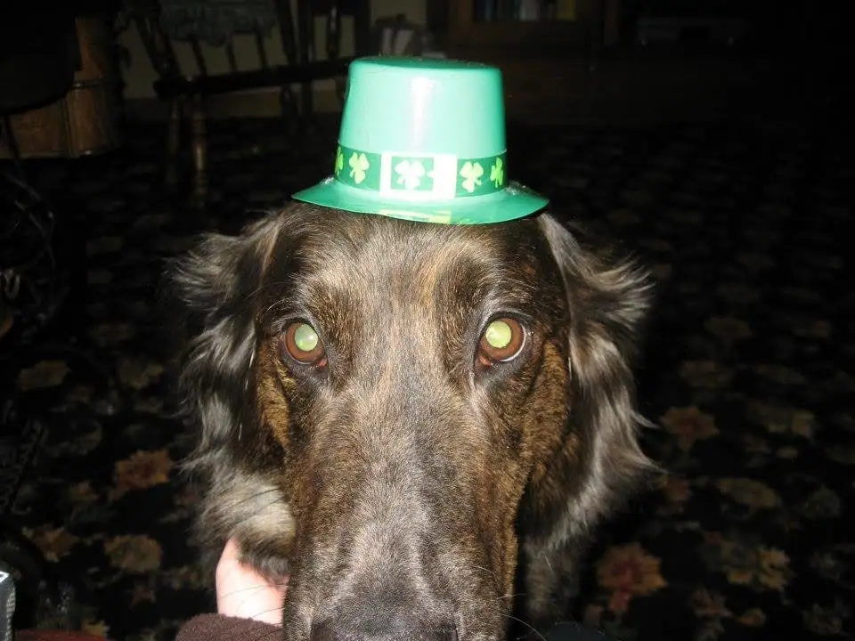 A brown dog faces the camera while wearing a bright green shamrock-decorated hat.