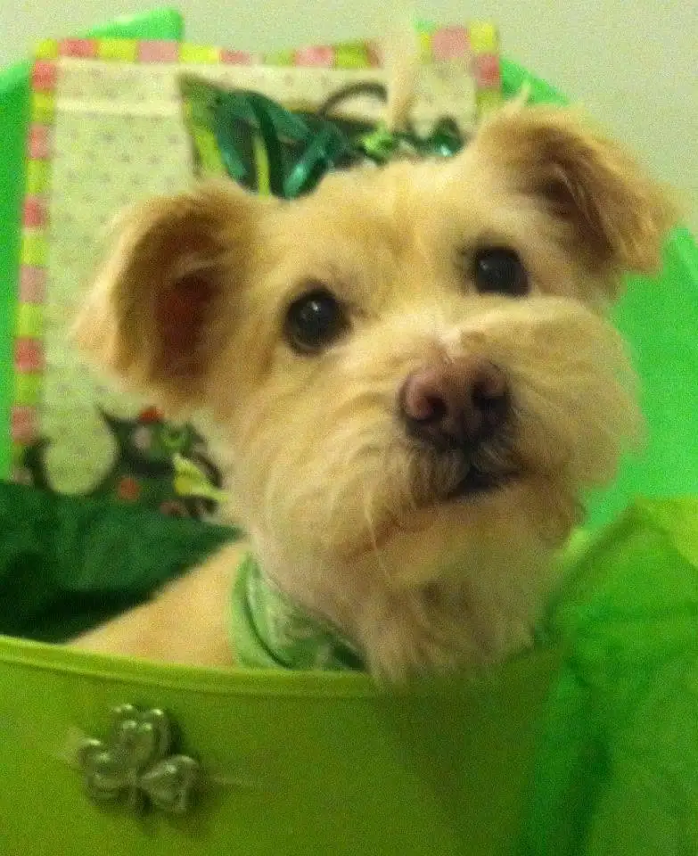 A small tan dog peers over a bright green container decorated with a silver shamrock.