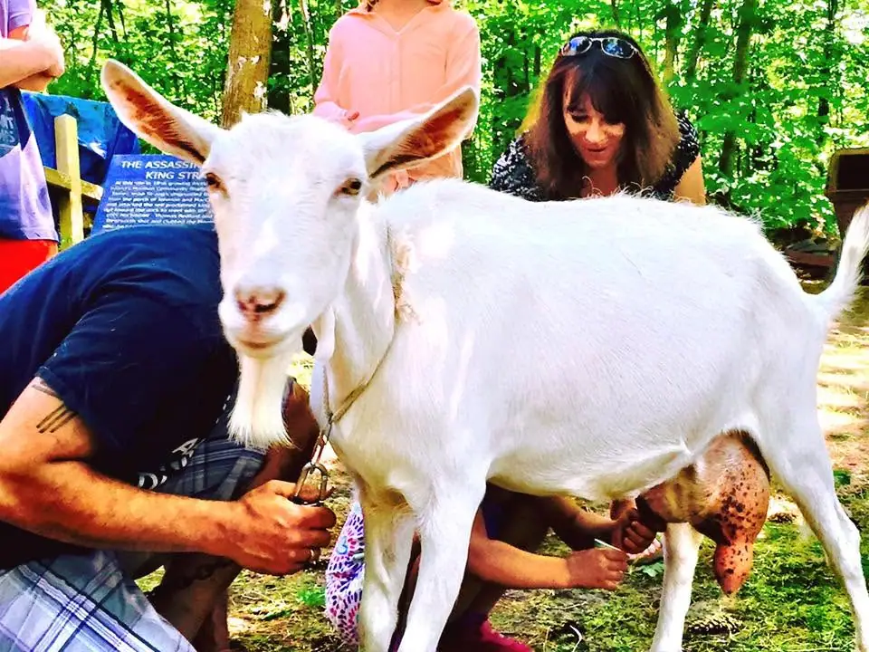 A white goat is milked while several people watch in a wooded outdoor setting.