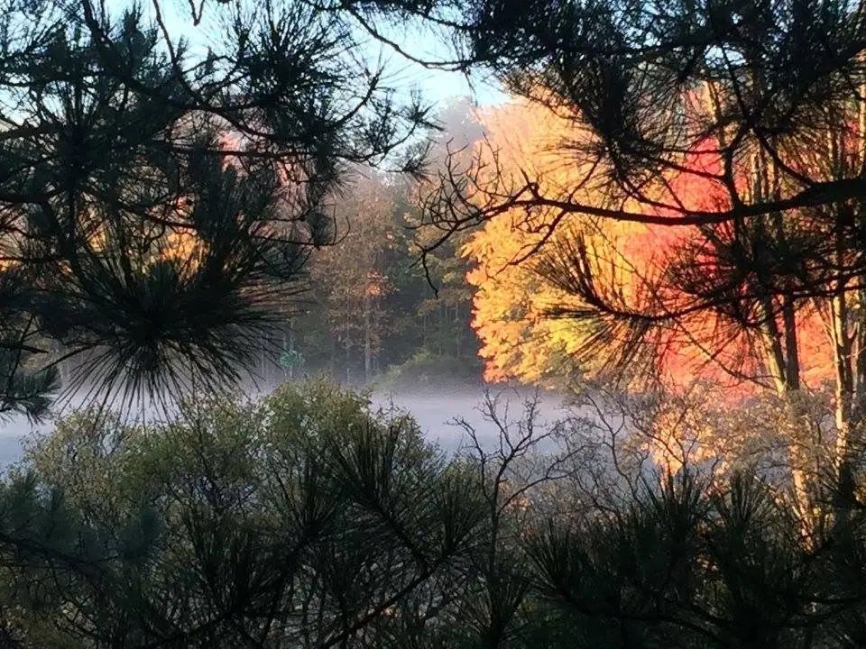 Misty forest framed by pine branches, with autumn foliage glowing in warm light.