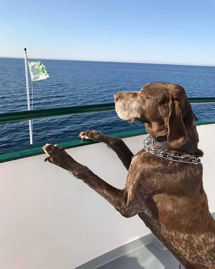 Brown dog stands with its front paws on a boat railing, facing open water beside a green-and-white flag.