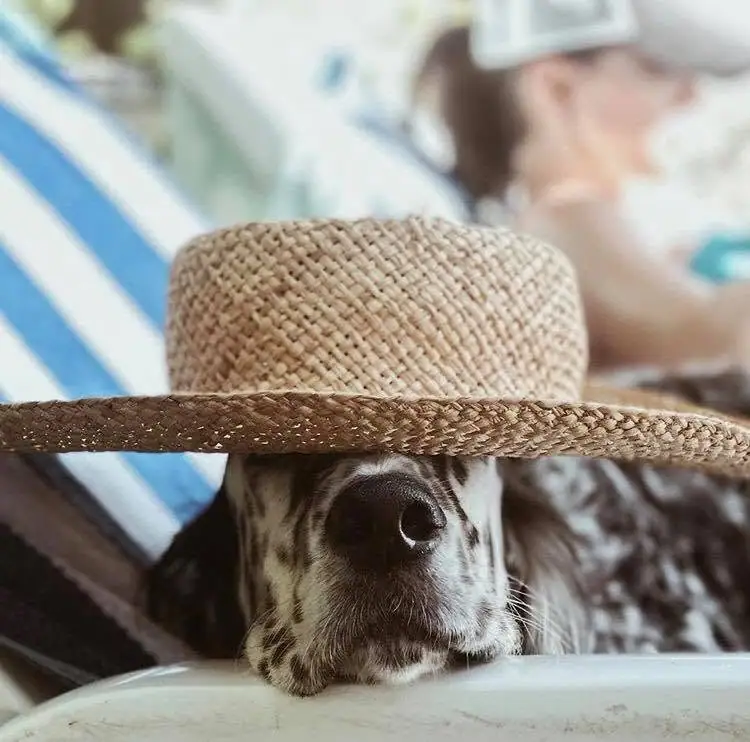 A speckled dog wearing a woven straw hat rests its head on a white surface.