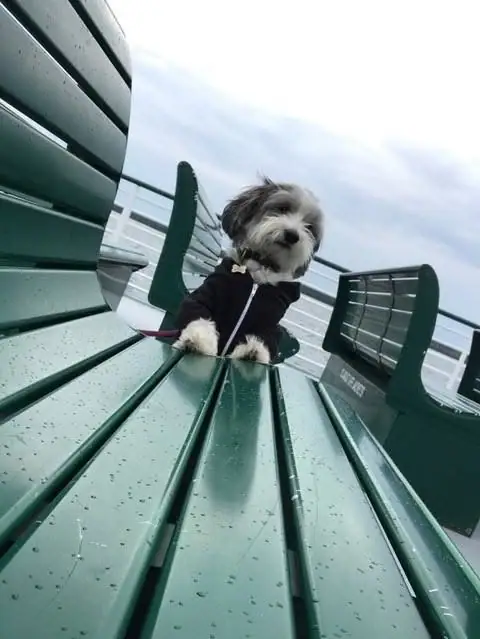 A small shaggy dog in a dark jacket sits on a wet green slatted bench beneath a cloudy sky.