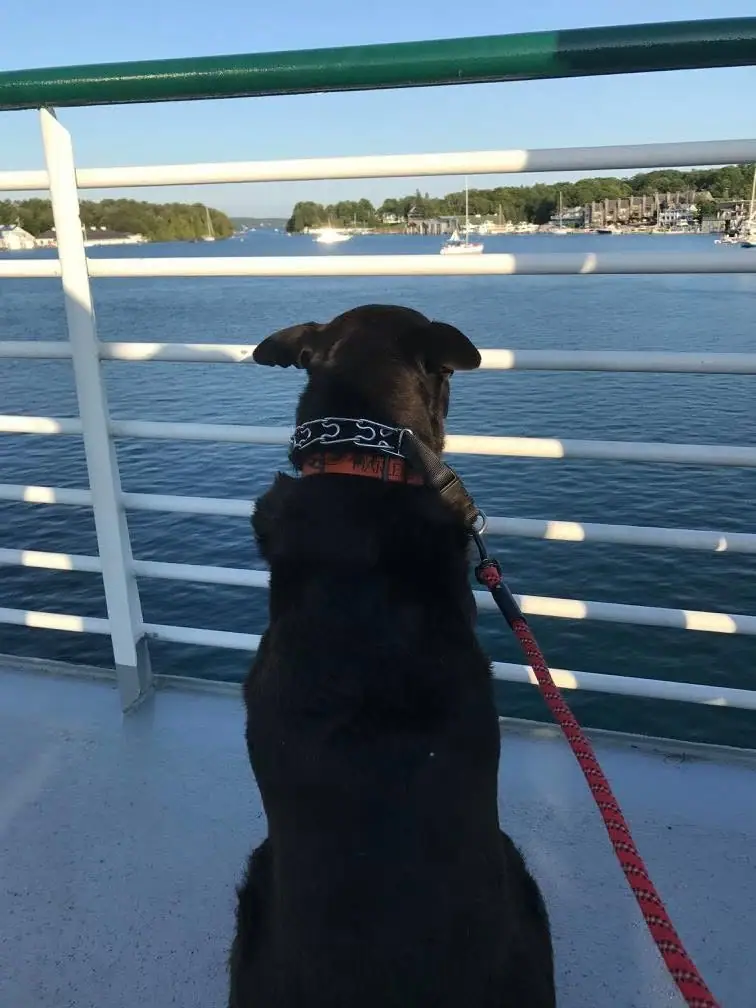 A black dog sits on a boat deck facing white railings, open water, sailboats, and a tree-lined shore.