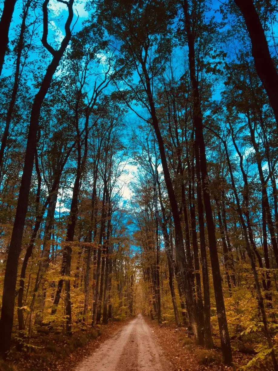 A narrow dirt road runs through a tall forest with autumn foliage beneath a blue sky.