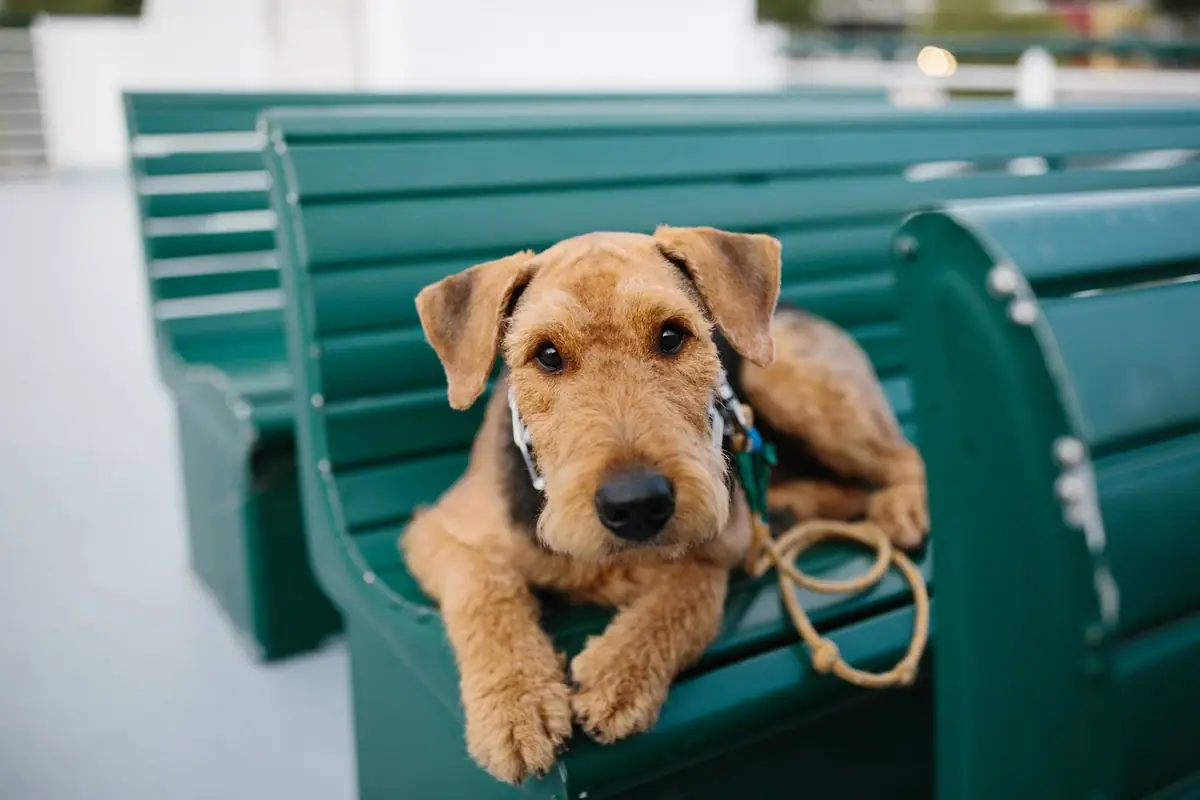 A brown wire-haired dog lies on a green slatted bench beside a coiled leash.