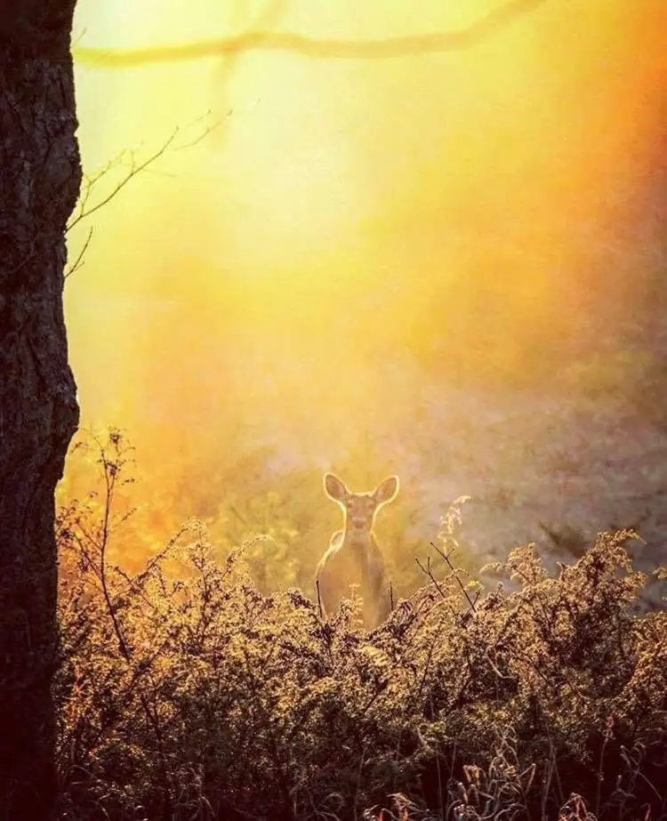 A deer stands amid brush, backlit by a glowing sunset beside a tree trunk.