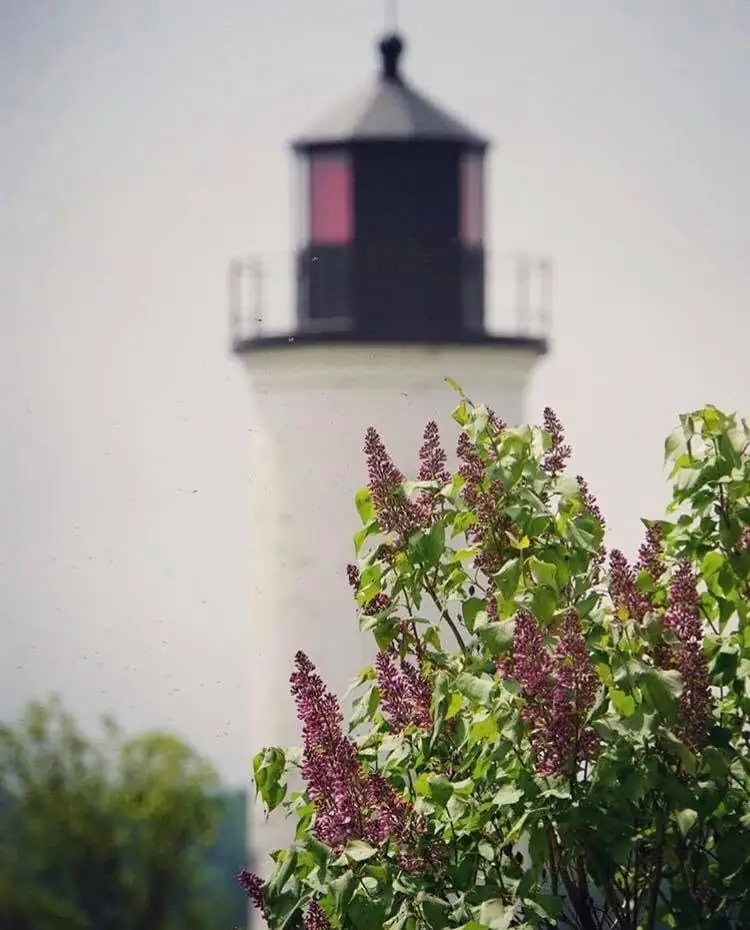 A white lighthouse rises behind a flowering lilac shrub, with its dark lantern room centered in the frame.