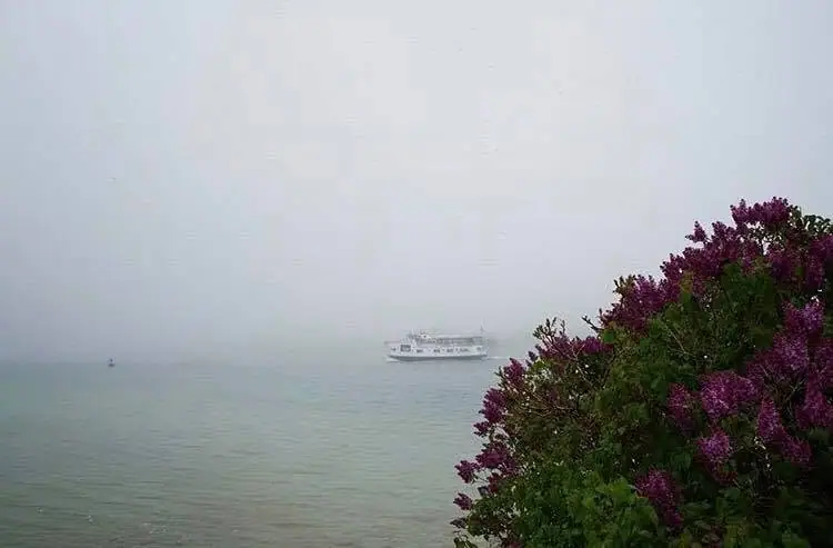 A white ferry emerges through fog behind blooming purple lilacs along the water.