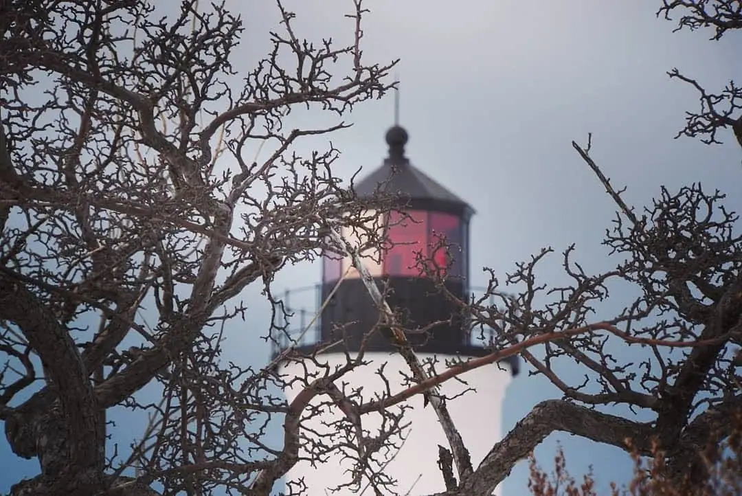 A white lighthouse with a red lantern room is seen through the gnarled branches of a bare tree.
