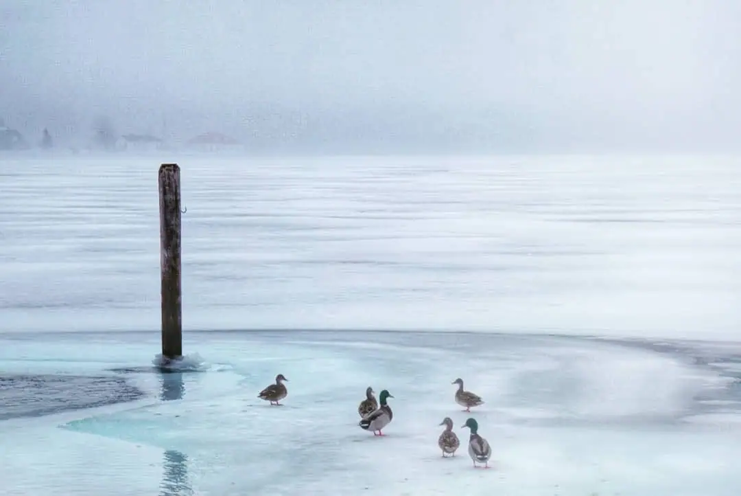 Six ducks stand on pale ice near a weathered wooden post, with a hazy shoreline in the distance.