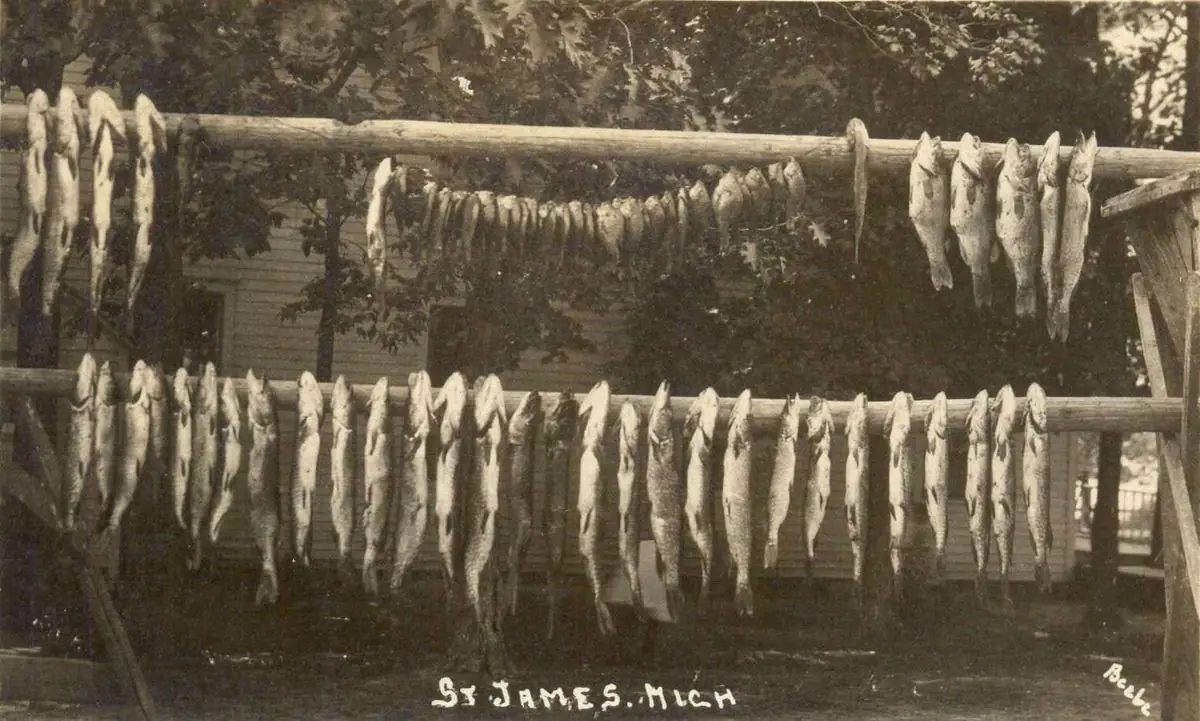 Rows of fish hang from two wooden poles in front of a building and trees.