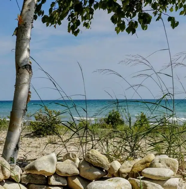 Sandy shoreline with pale stones, beach grasses, and a birch tree beside blue water.