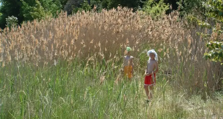 Two children stand among tall tan reeds and green grass at the edge of a wooded area.