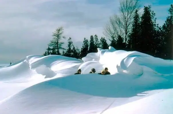 Four people peek from wind-sculpted snowdrifts beneath a row of evergreen and leafless trees.