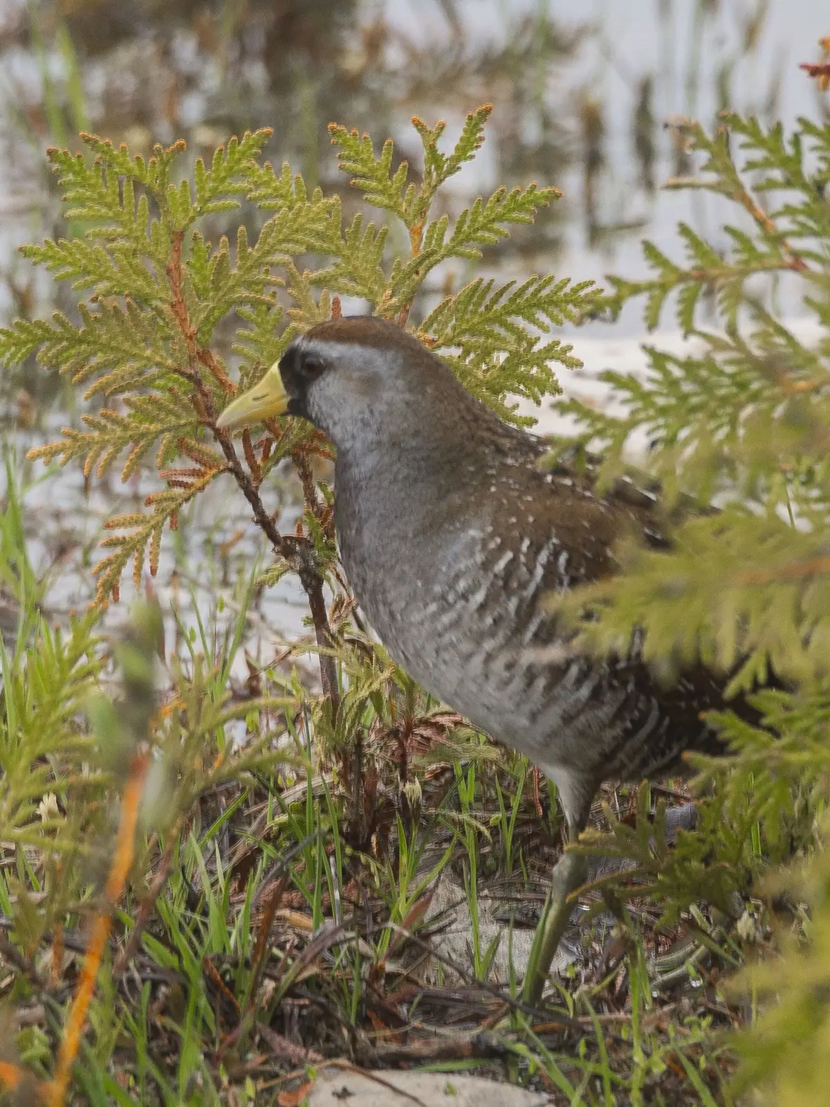 A gray and brown bird with a yellow bill stands among green, needle-like foliage.