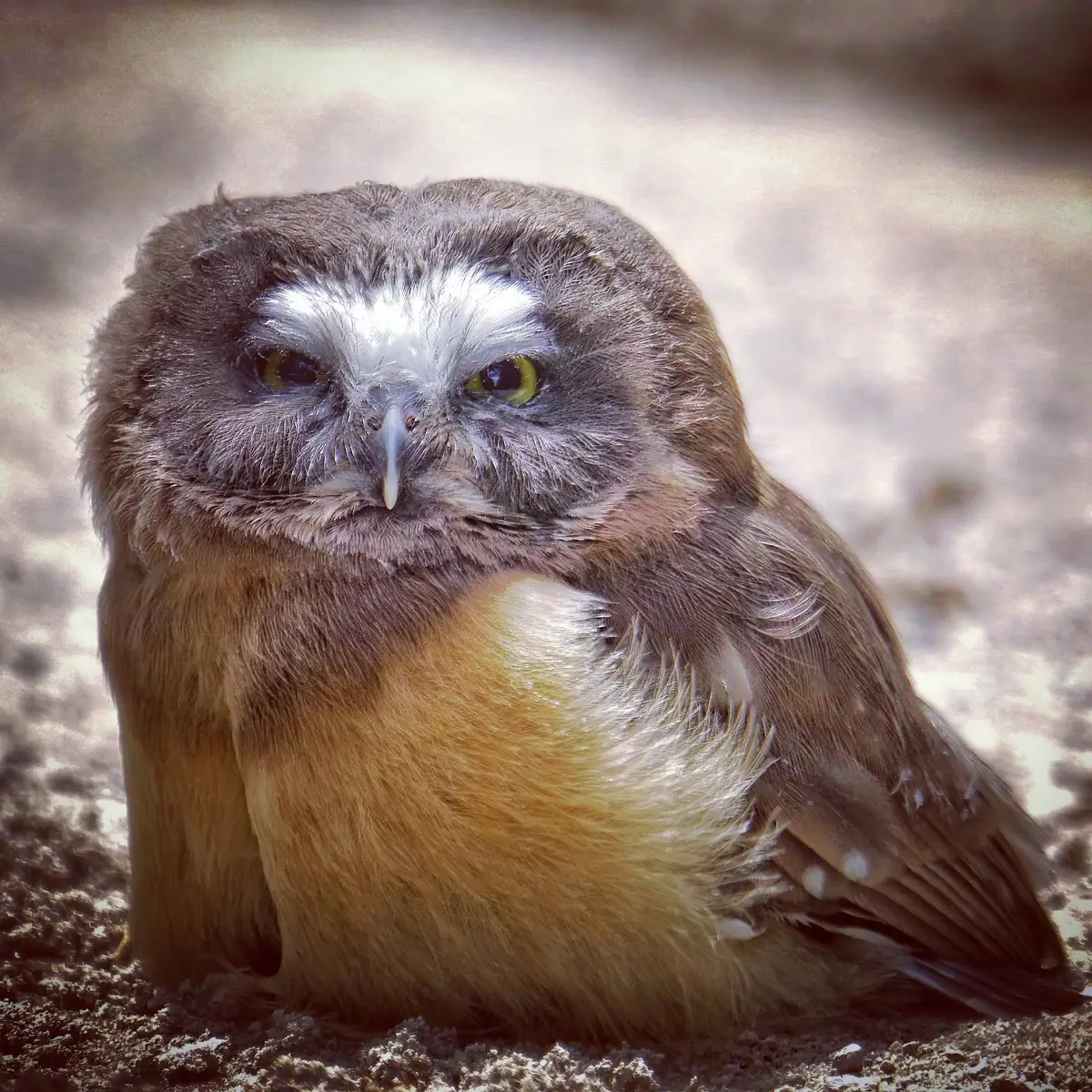 Close-up photograph of a brown owl with bright yellow eyes resting on textured ground.