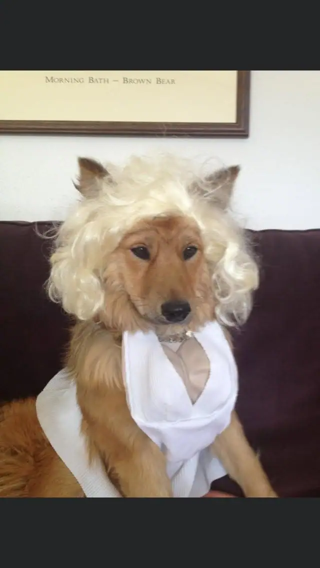 A tan dog wearing a curly blonde wig and white costume sits on a dark couch beneath a framed sign.