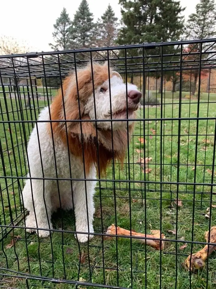 A shaggy white-and-brown dog stands inside a black wire pen on a grassy lawn.