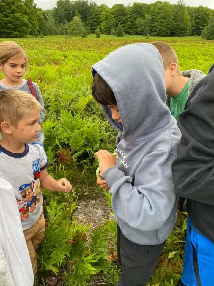 Children gather among ferns in a green field bordered by trees.