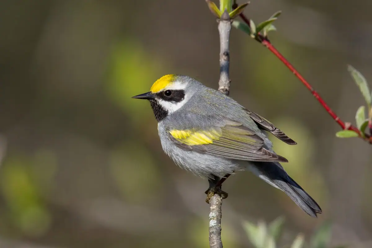 A yellow-rumped warbler perches on a branch amid blurred green foliage.