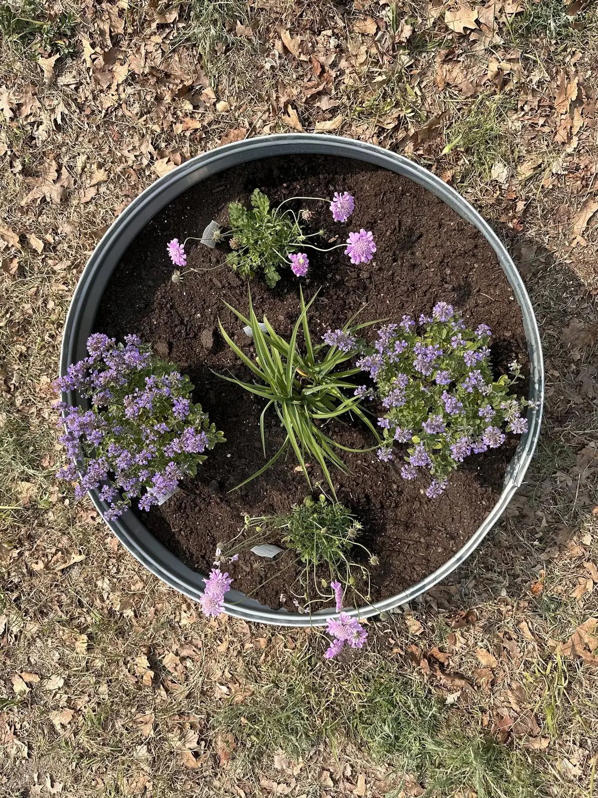 Top-down view of a round metal planter filled with soil and several blooming purple-flowered plants.
