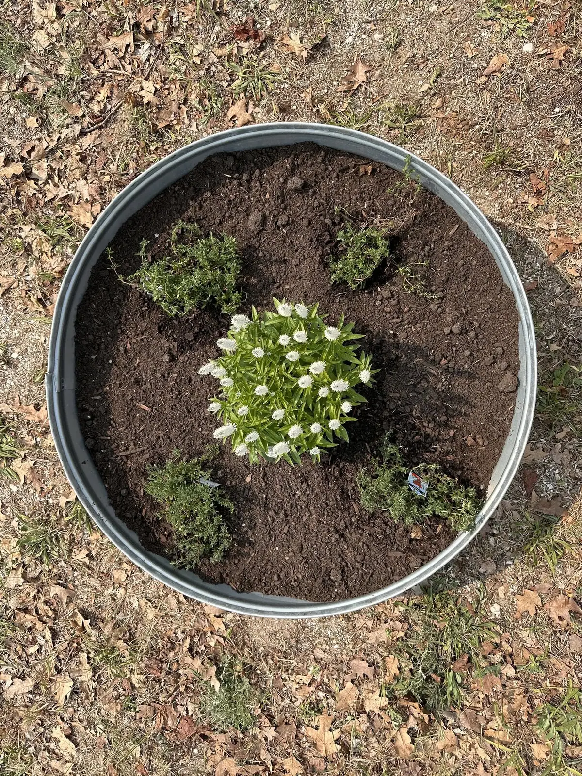 Top-down view of a galvanized metal planter containing flowering and leafy plants.