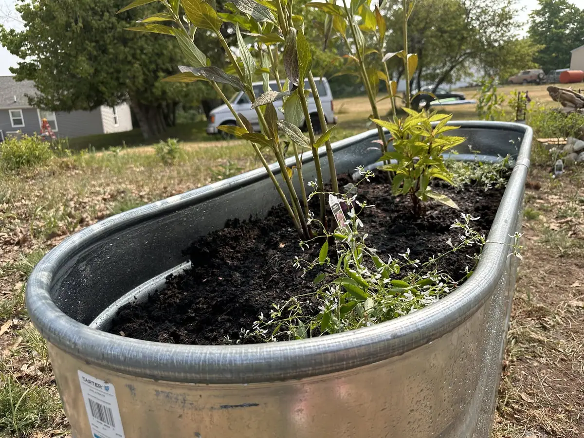 A galvanized metal planter holds several leafy plants and small white flowers in a grassy yard.