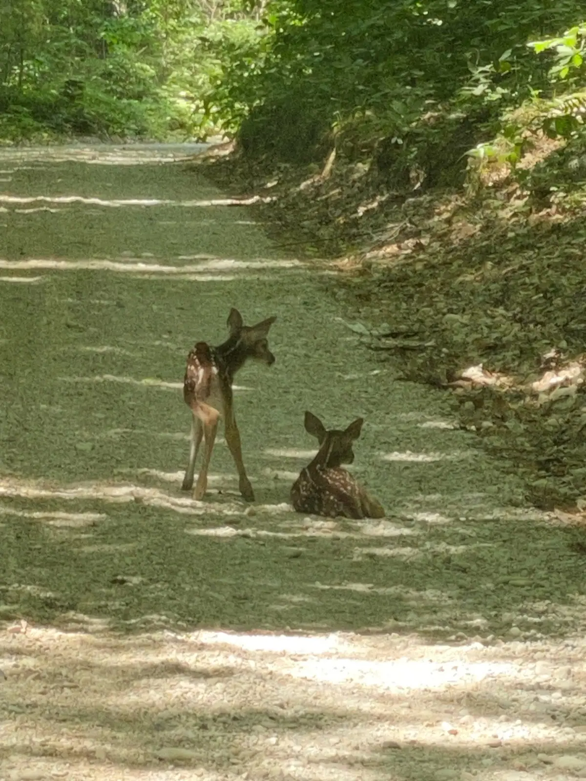 Two spotted deer fawns rest on a shaded woodland path.