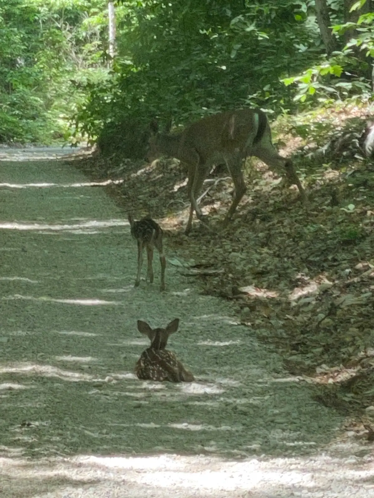 Three deer, including two fawns, stand and rest on a shaded woodland path.