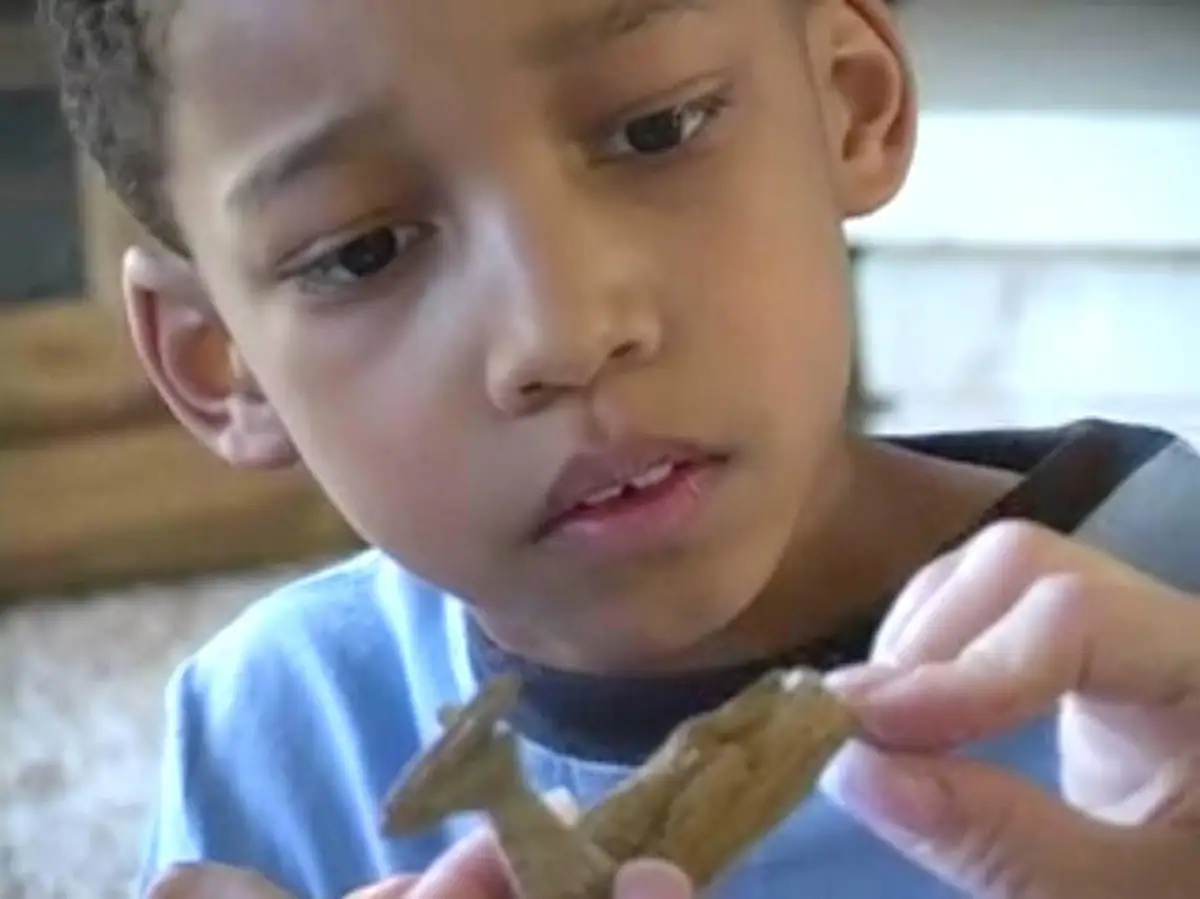 Close-up of a child examining two small, rough brown objects held near his face.
