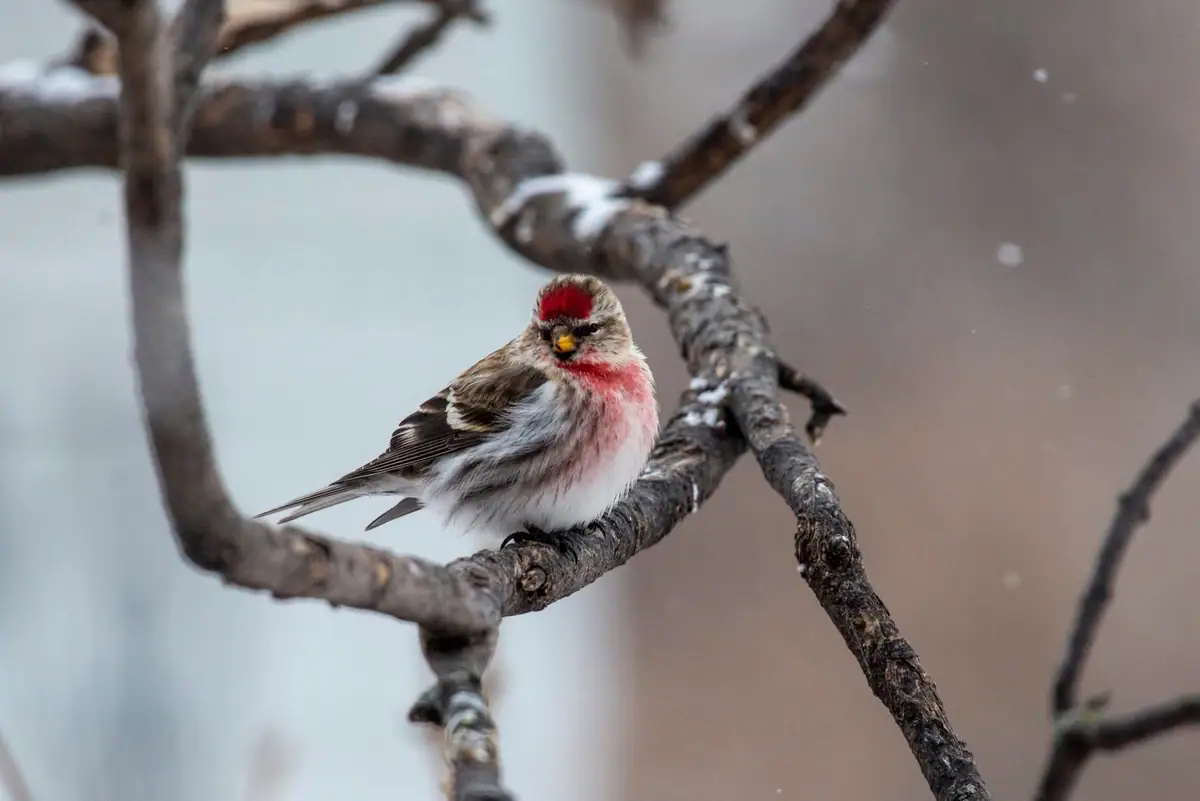 A small red-capped songbird perches on a dark, branching limb against a softly blurred winter background.